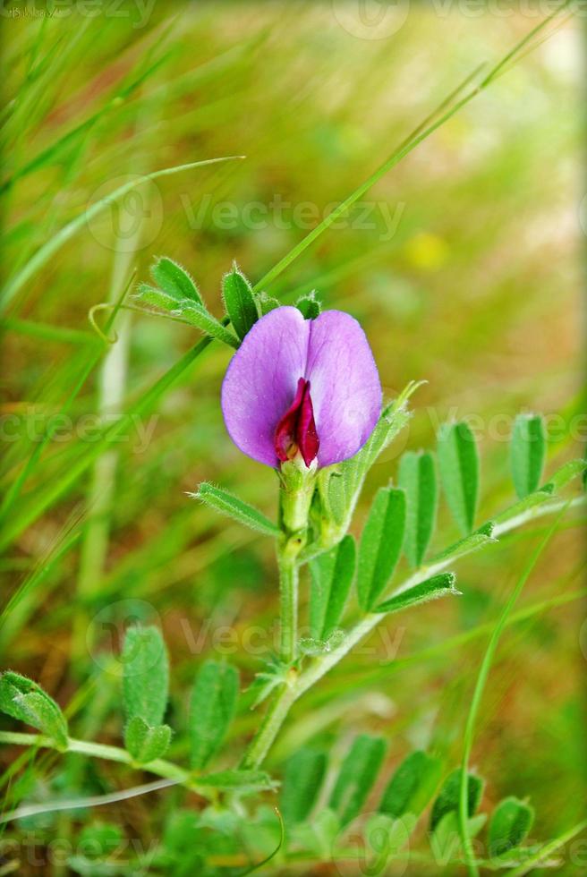 Blumenblüte Nahaufnahme Natur Hintergrund foto