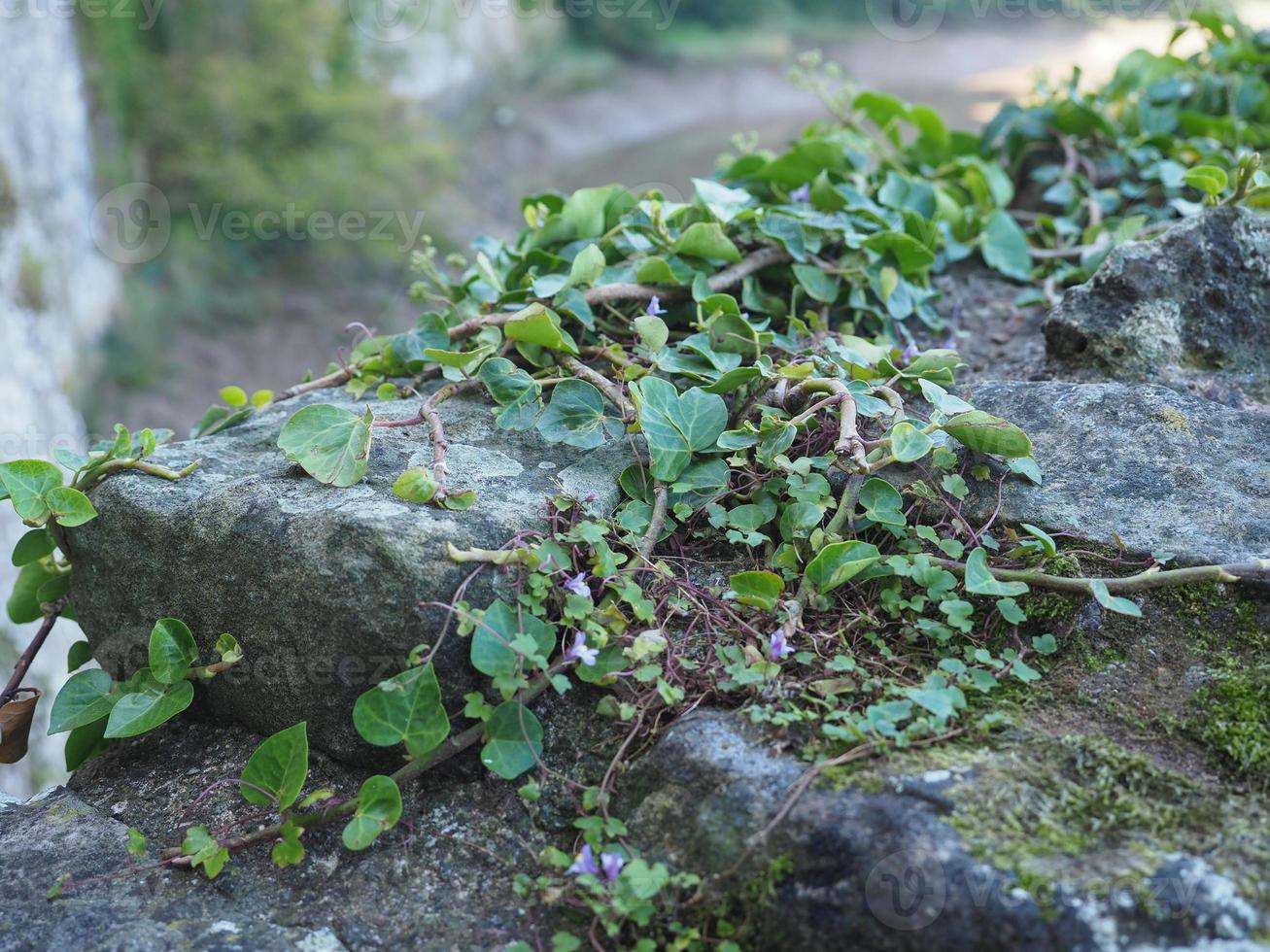 Efeupflanze und Steinhintergrund foto