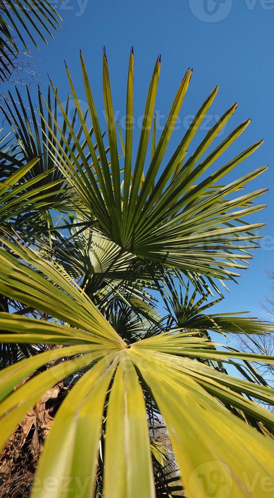 Palme verlässt Hintergrund foto