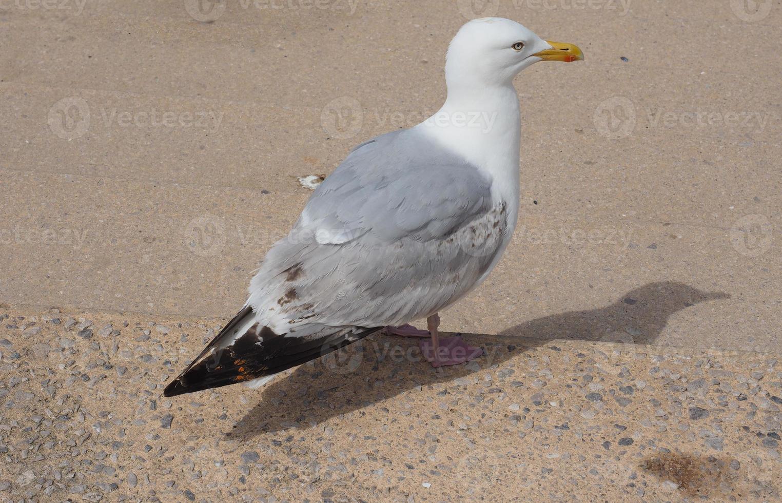 Möwe im Hafen foto