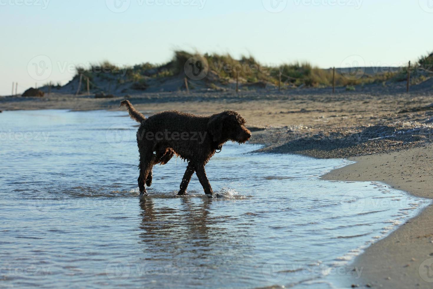 brauner hund porträt makro lagotto romagnolo trüffeljäger kreta griechenland foto