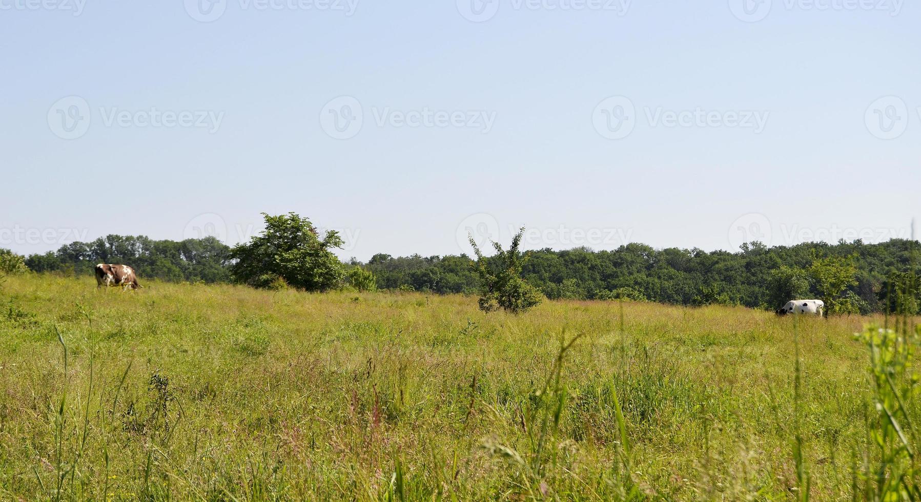 schöne große milchkuh weidet auf grüner wiese foto