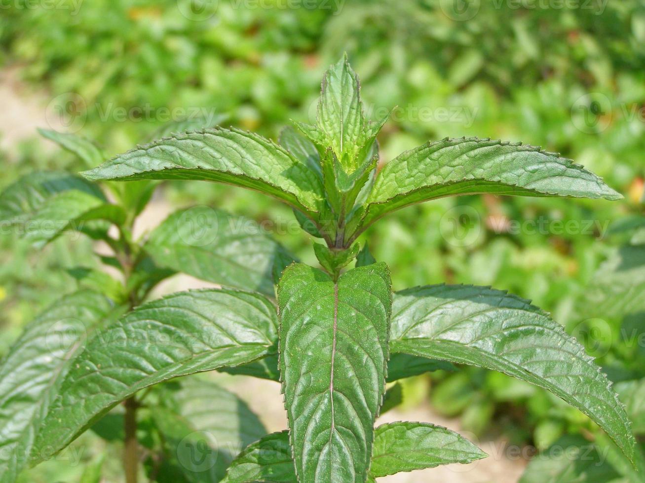 Pfefferminzpflanze, Mentha Piperita foto