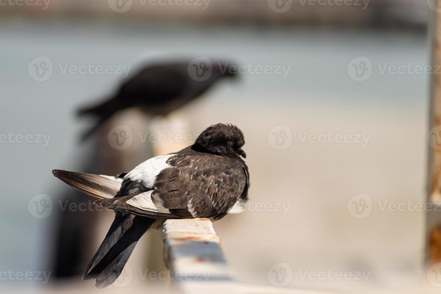 Tauben sitzen auf einem Geländer foto