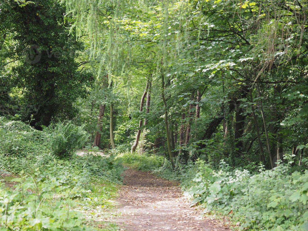 Weg im Wald foto