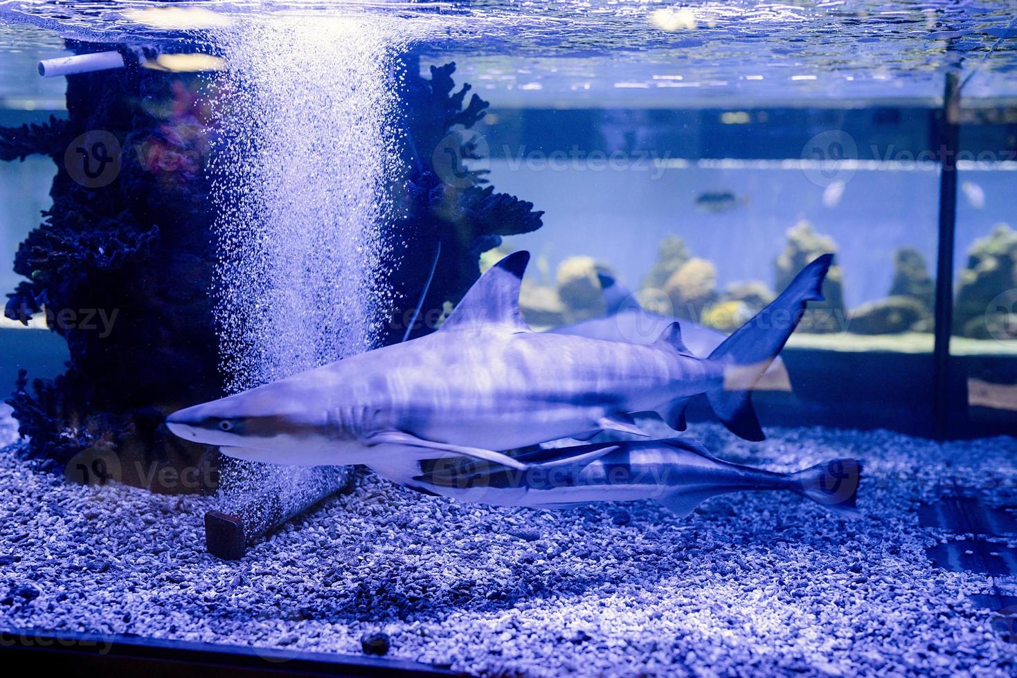 Unterwasserbild von kleinen Haien, die im Aquarium im Ozeanarium schwimmen foto