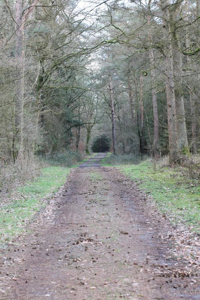 Straße im deutschen Wald Hintergrund stock photography hochwertige Drucke foto