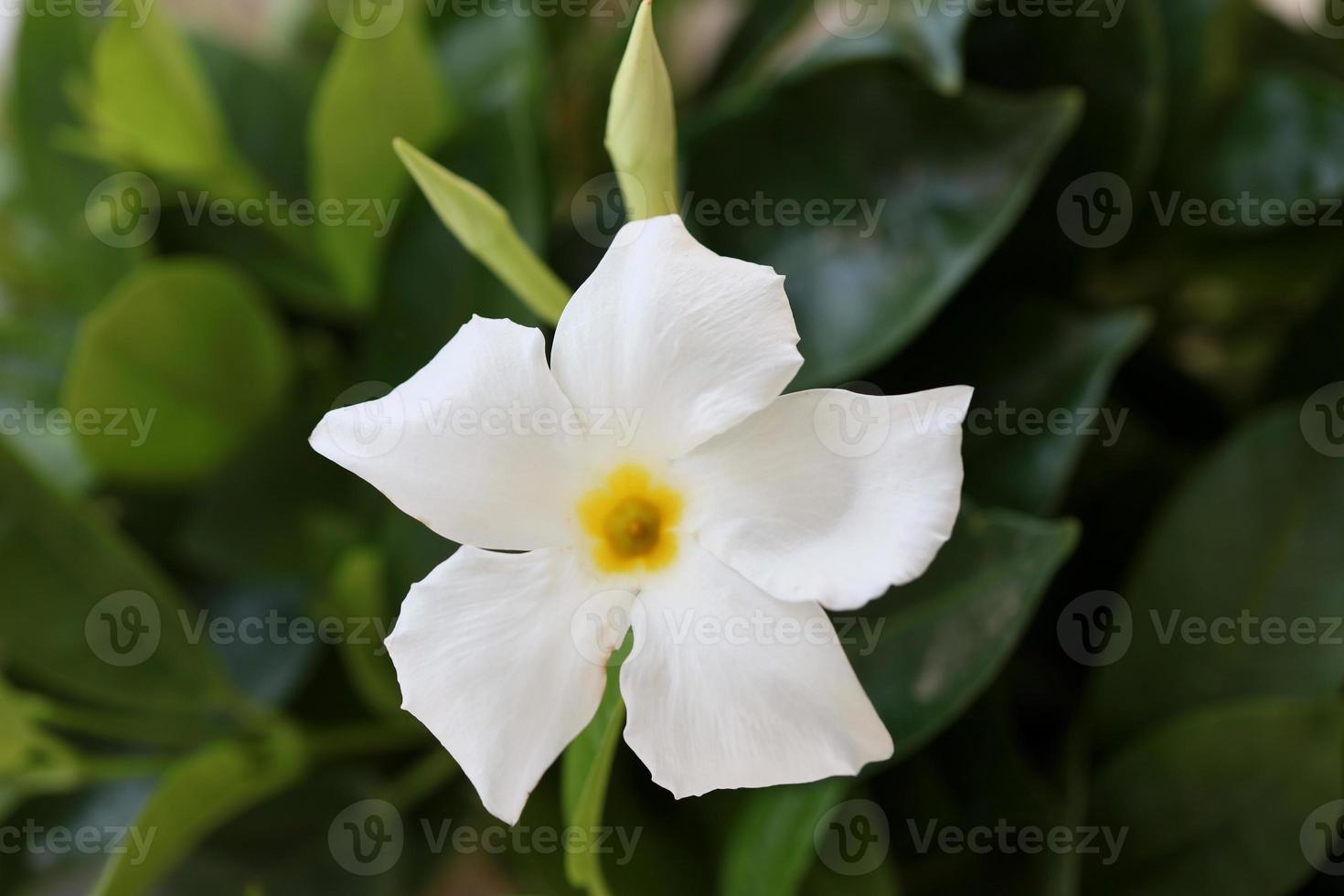 mandevilla bella blume chilenischer jasminfamilie apocynaceae hintergrund foto