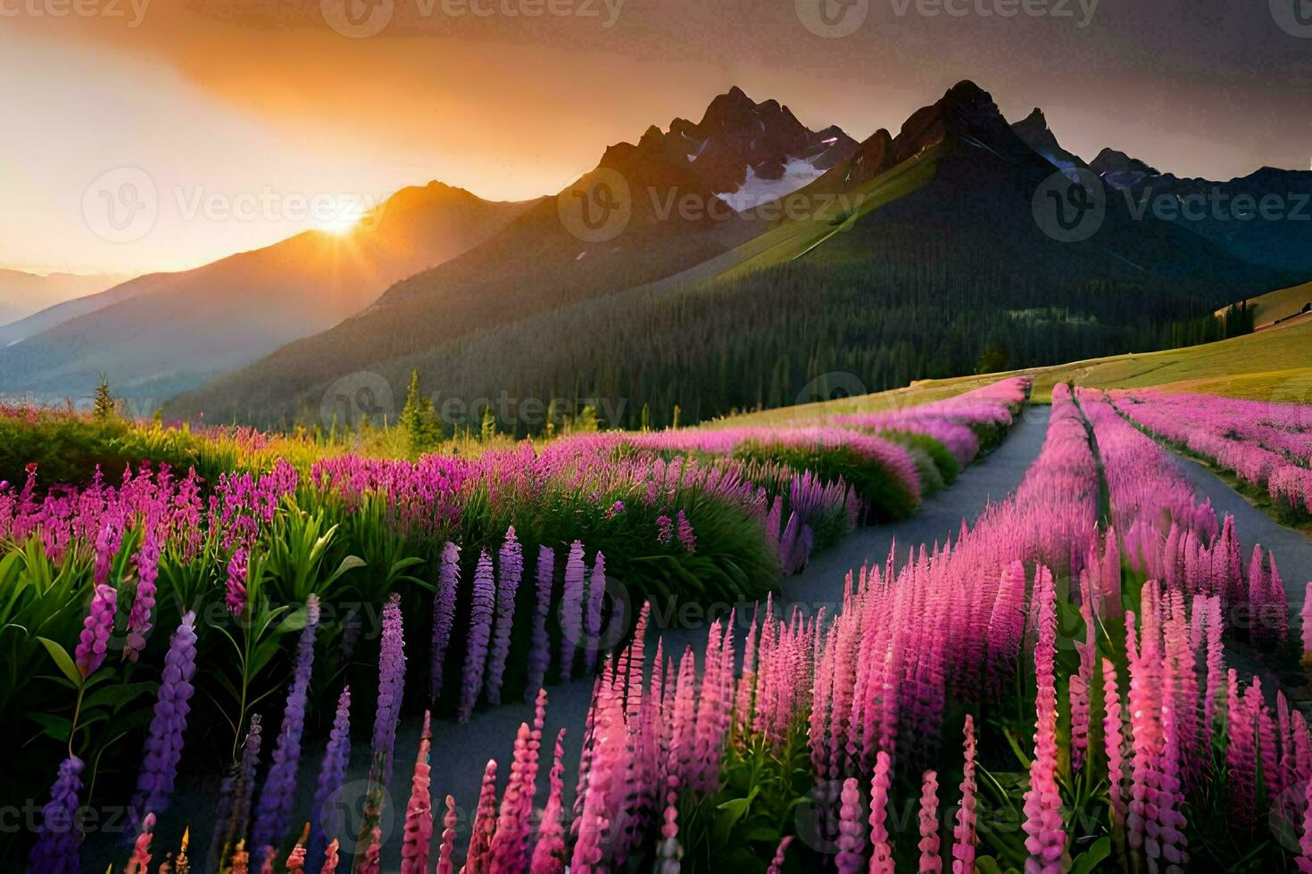 das Sonne setzt Über ein Feld von lila Blumen. KI-generiert foto