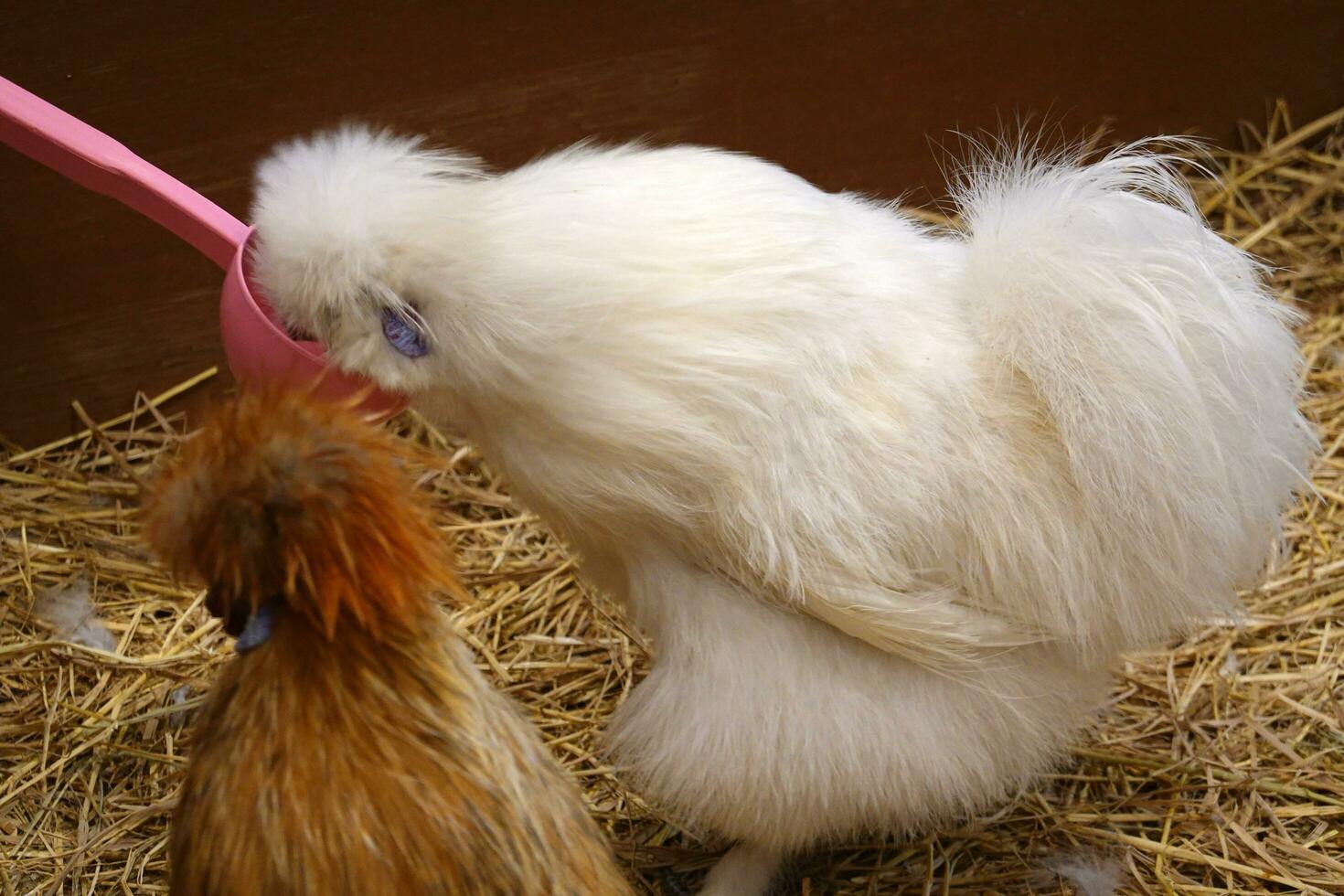 Hähnchen braun Farbe von Marco Seide oder amerikanisch Seide Hähnchen. Gehen auf trocken Gras foto