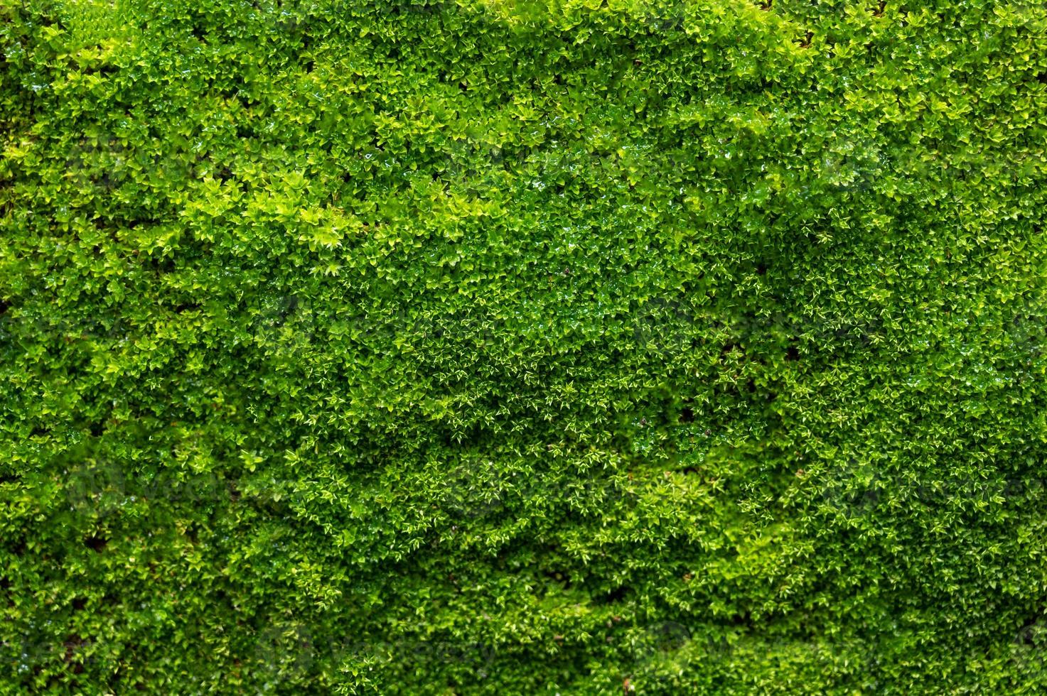 grüner Mooshintergrund, moosige Textur foto