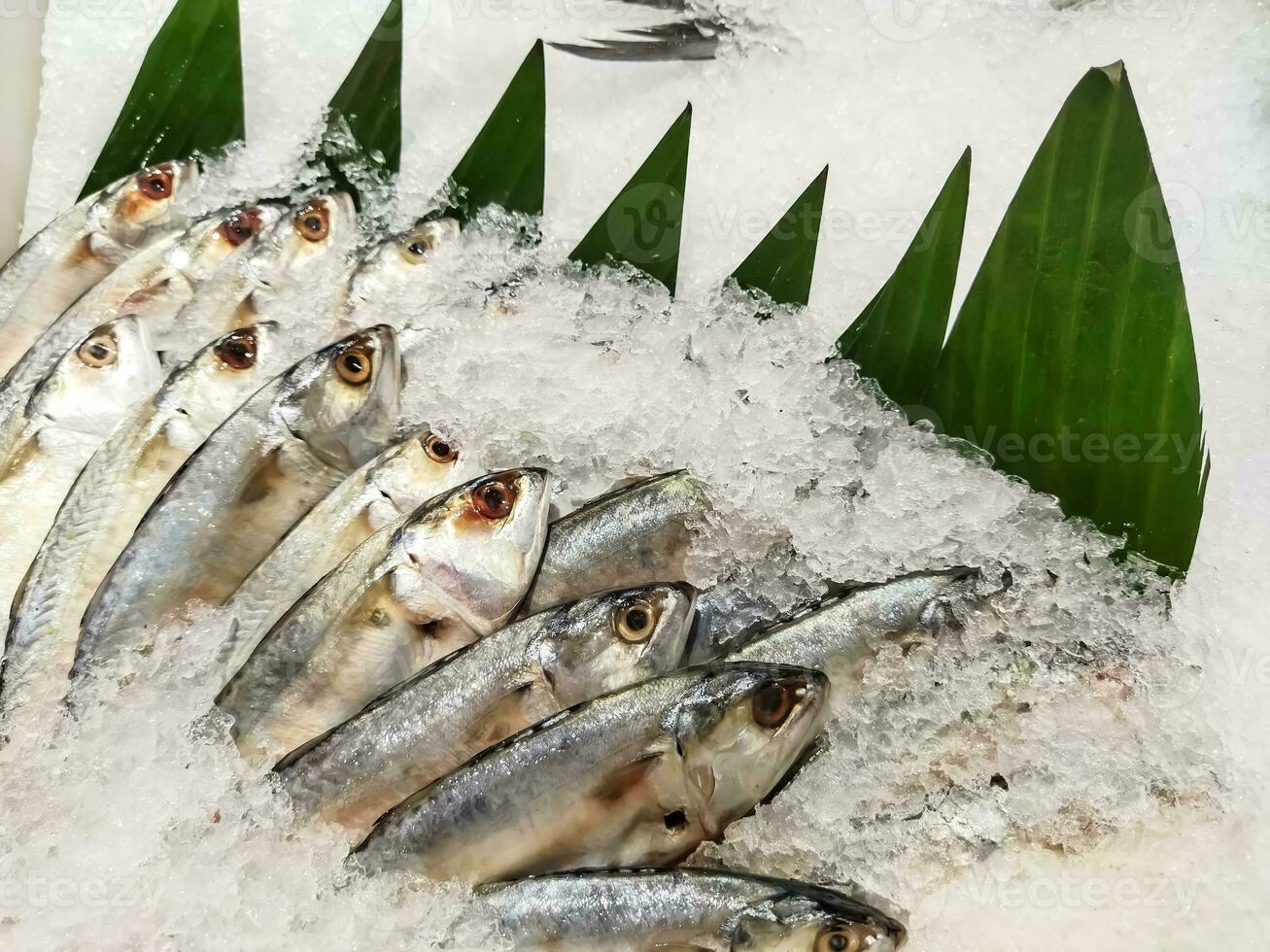 frisch Milch Fisch oder ikan bandeng platziert auf Eis verkauft beim Fisch Sektion im Supermarkt. roh Chanos Anzeige beim Fisch Markt. foto