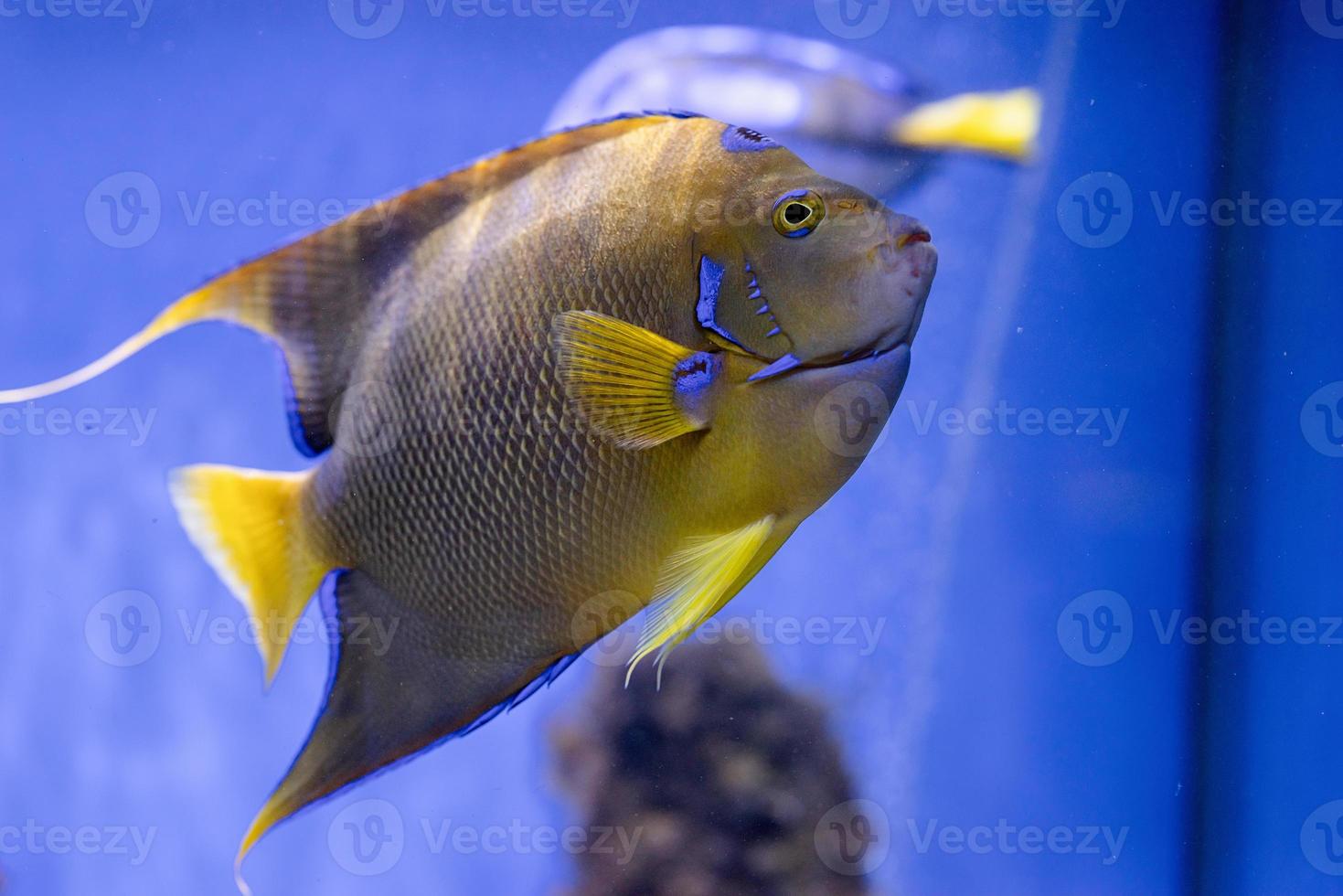 Unterwasserbild von Fischen im Meer foto