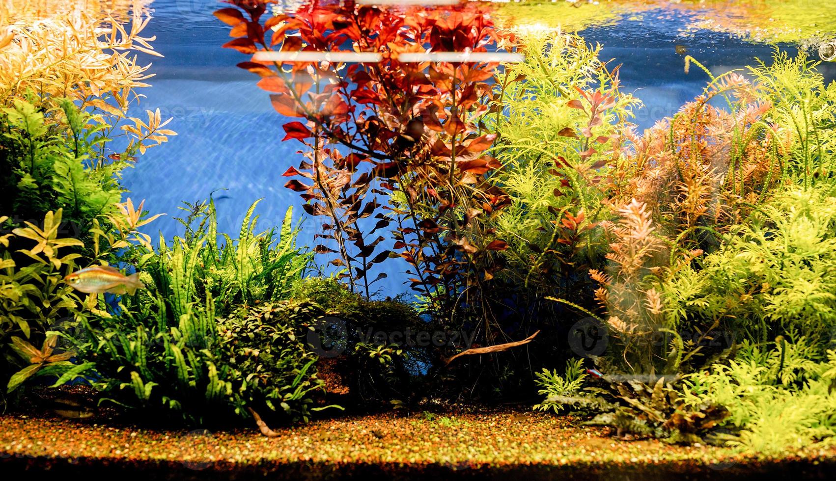 Aquarien mit Fischen im Ozeanarium foto