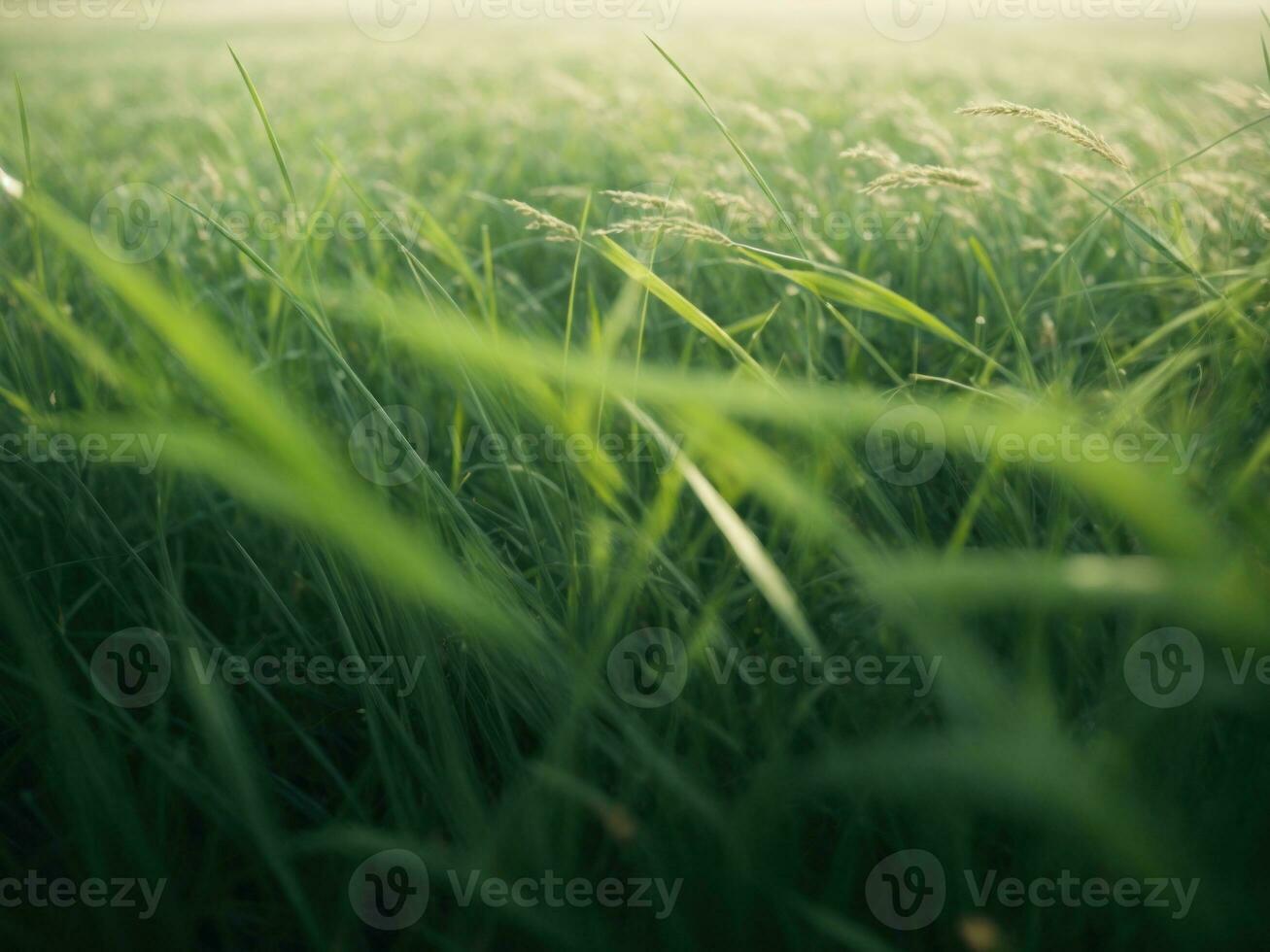 Grün Gras Feld im Morgen Natur Hintergrund. ai generativ foto