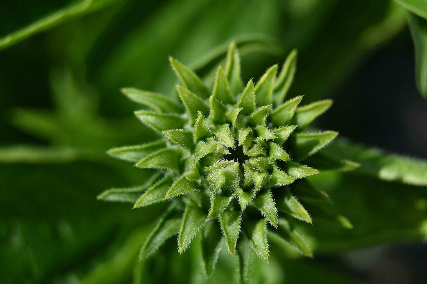 ein schließen oben von ein Grün Pflanze mit ein Blume foto