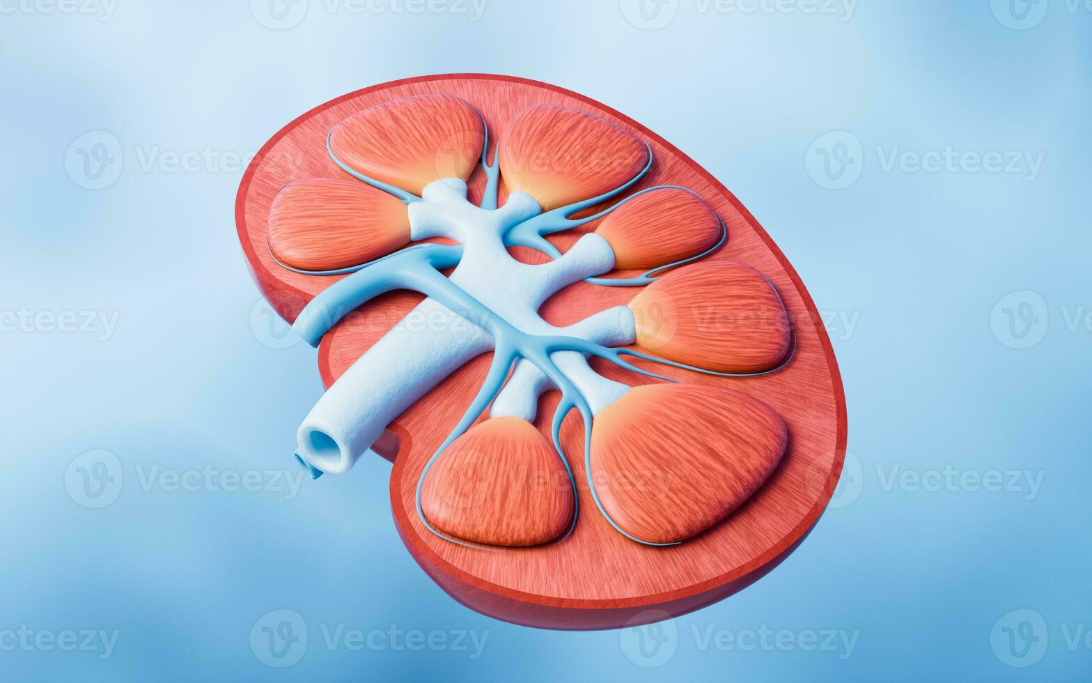 Niere mit Biologie und Gesundheit Pflege Konzept, 3d Wiedergabe. foto