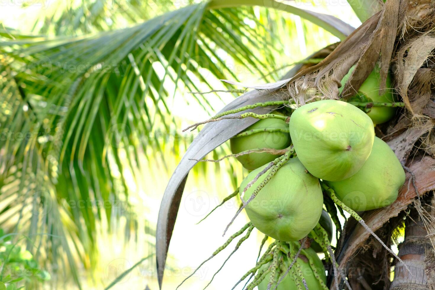 Kokosnuss im ein Kokosnuss Baum. Konzept von natürlich Integrität, gut schmecken, und Gesundheit Vorteile. foto