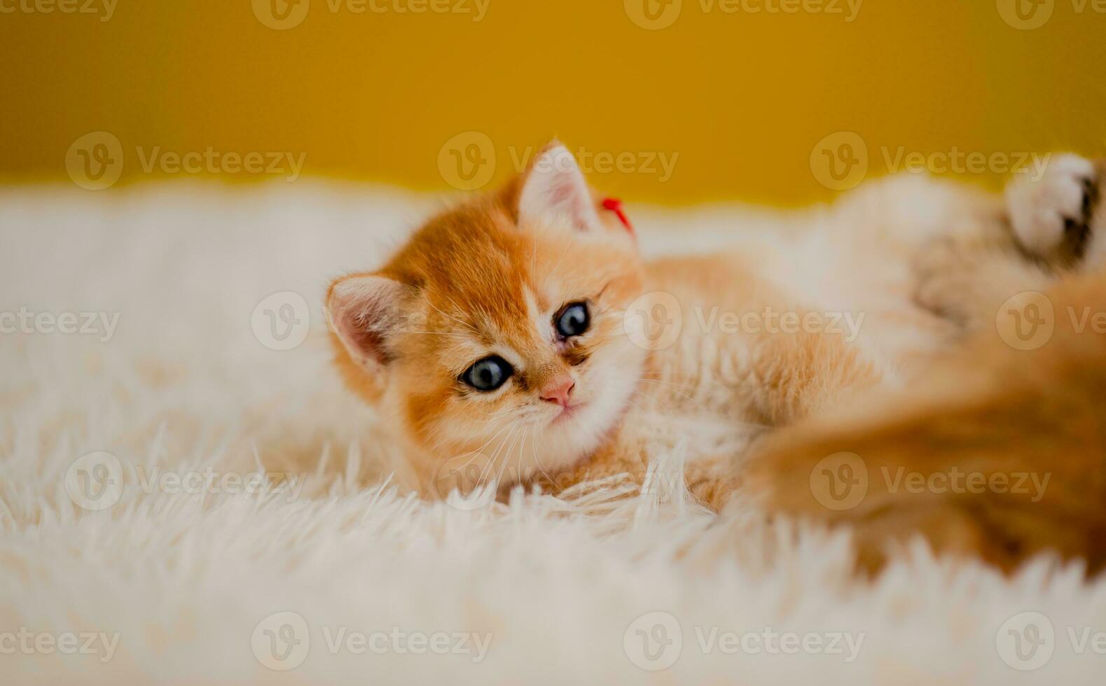 Orange Katze süß Katze süß Haustier Schlafen Kätzchen süß Kätzchen Katze Wachstum Reife das aussehen und Unschuld von Katzen. foto