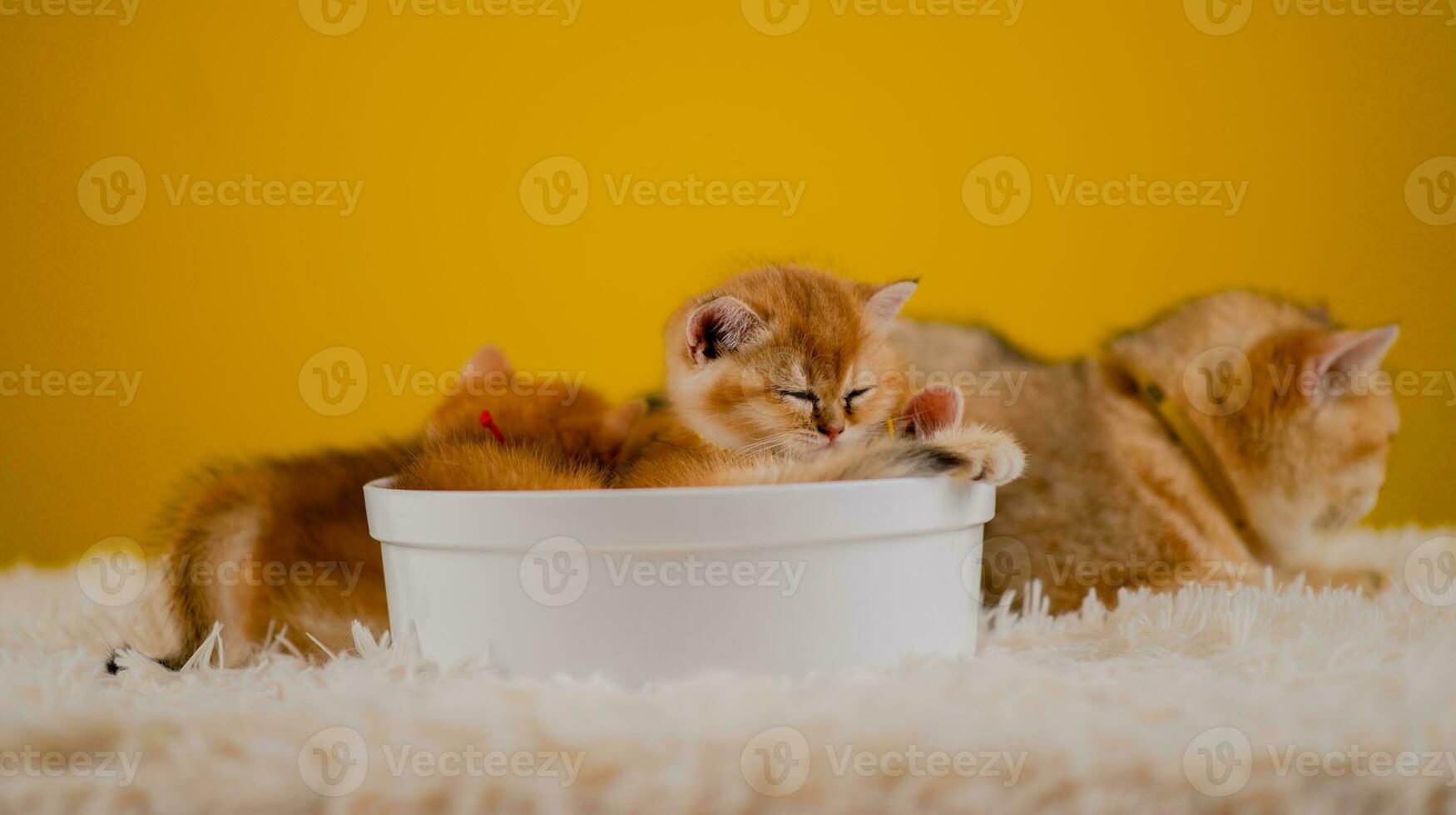 Orange Katze süß Katze süß Haustier Schlafen Kätzchen süß Kätzchen Katze Wachstum Reife das aussehen und Unschuld von Katzen. foto