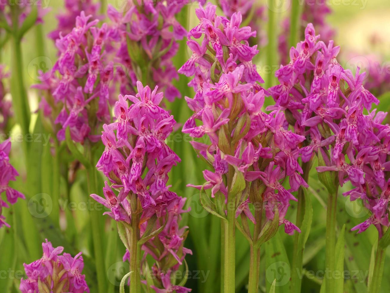 hübsche rosa Blüten der Madeira-Orchidee, Dactylorhiza Foliosa foto