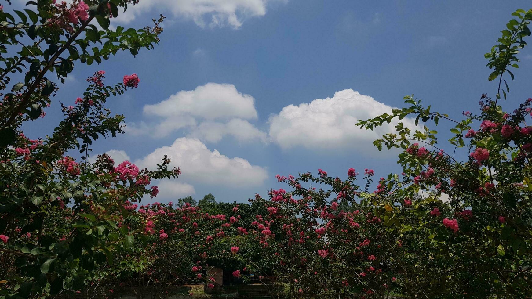 Rosa schön Blumen gegen das Himmel im Frühling und Sommer. foto