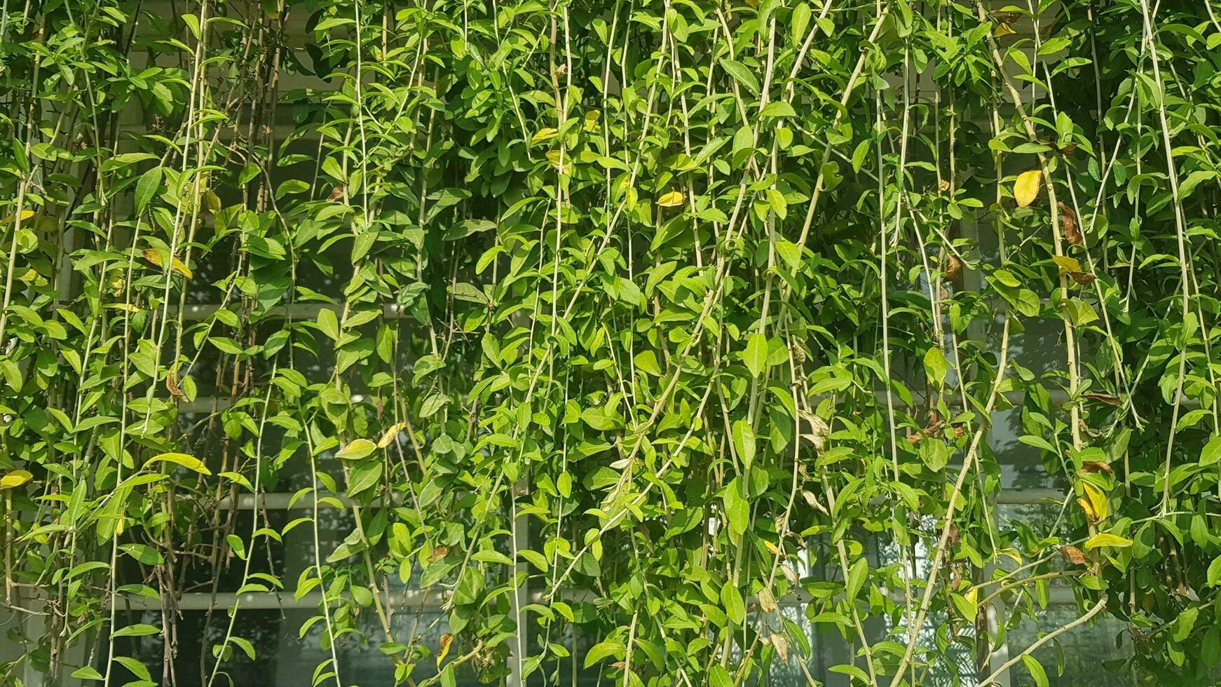 Grün Reben genannt Lee kwan Eibe oder Vernonia elliptisch. schön hängend Reben wie Vorhang Kriechpflanze Pflanze. Natur Hintergrund, Grün Pflanze Textur, tropisch Blätter. foto