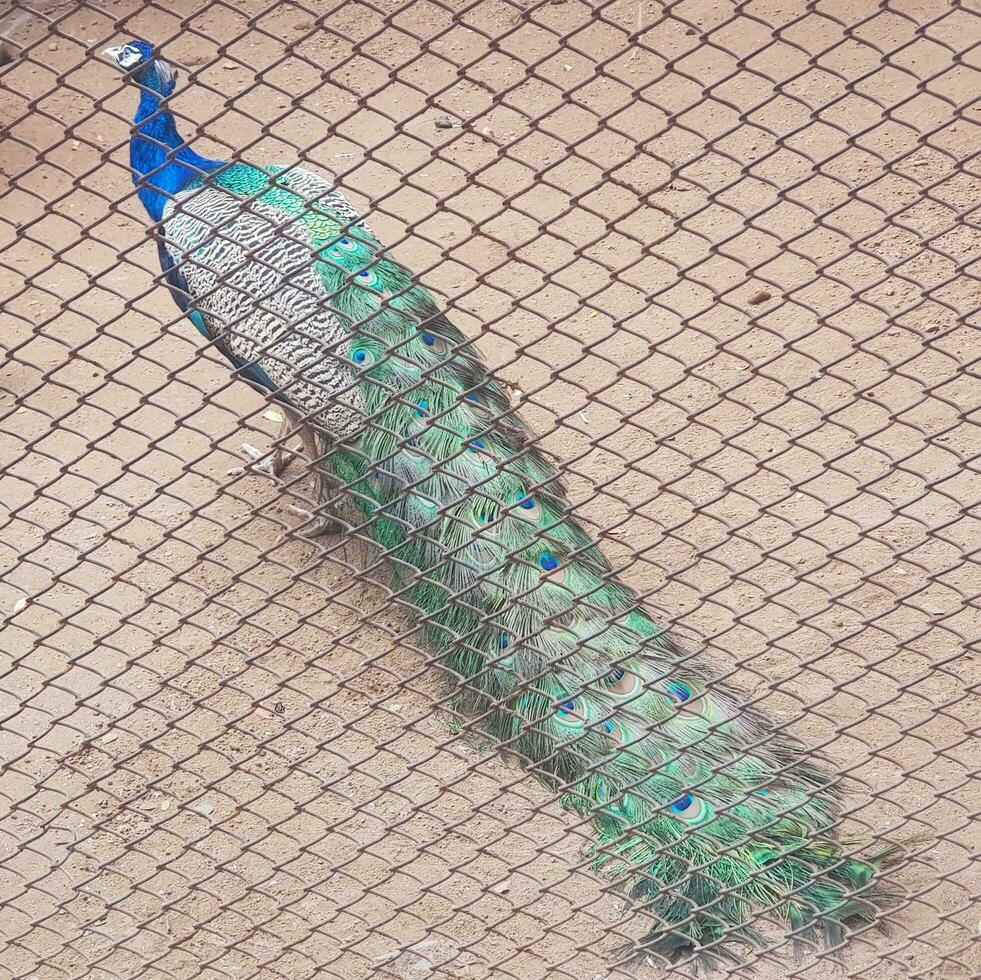 Draht Gittergewebe Käfig umgeben Pfau Menge innen. Pfau Sitzung Innerhalb ein Zoo mit bedeckt Metall Netz. foto