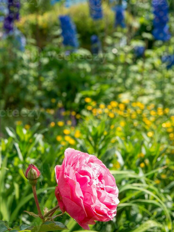 Sommerzeit im Garten foto