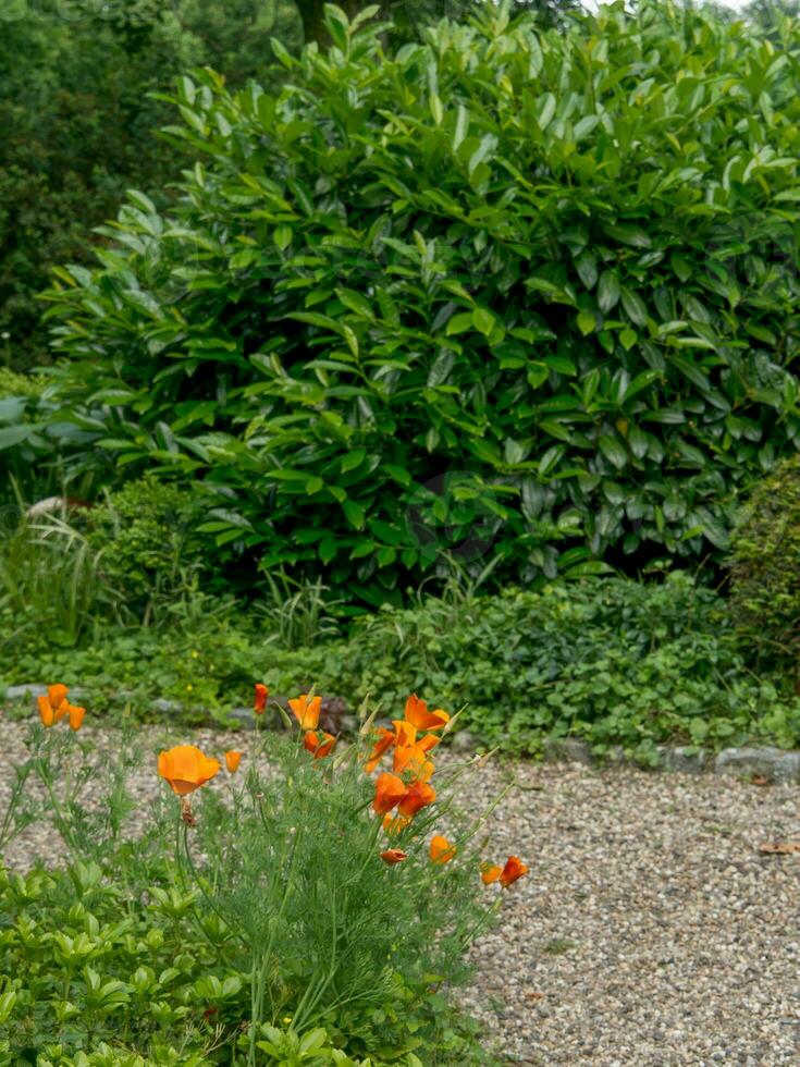 Sommerzeit im Garten foto