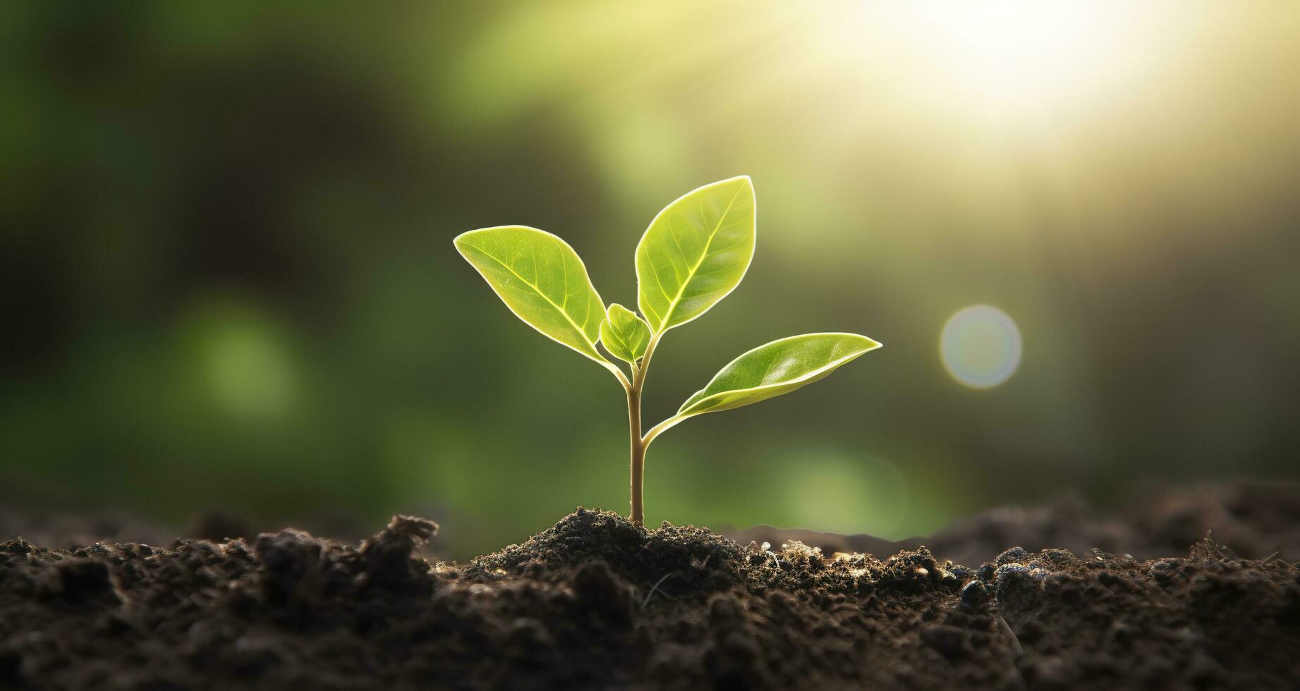 klein Baum wachsend mit Sonnenschein im das Garten. Öko Konzept. generativ ai foto