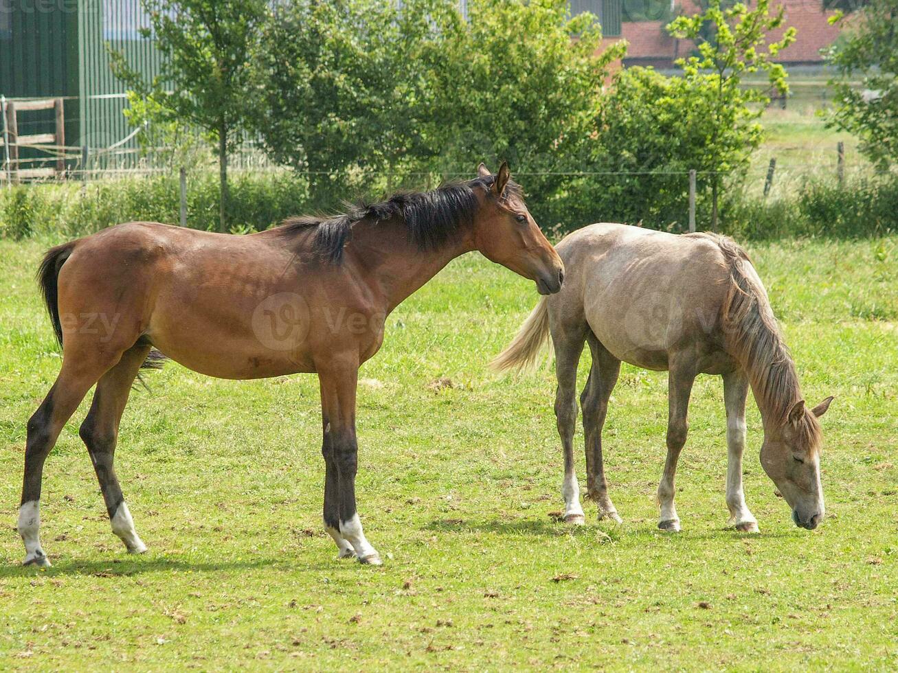 Pferde auf einer deutschen Wiese foto