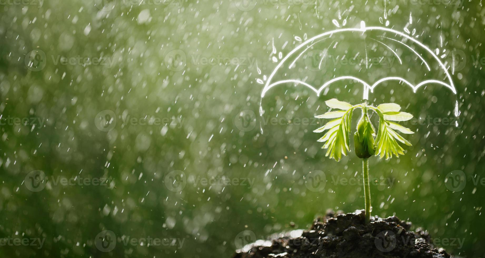 Regenschirm schützt den Bäumchen vor Regen foto