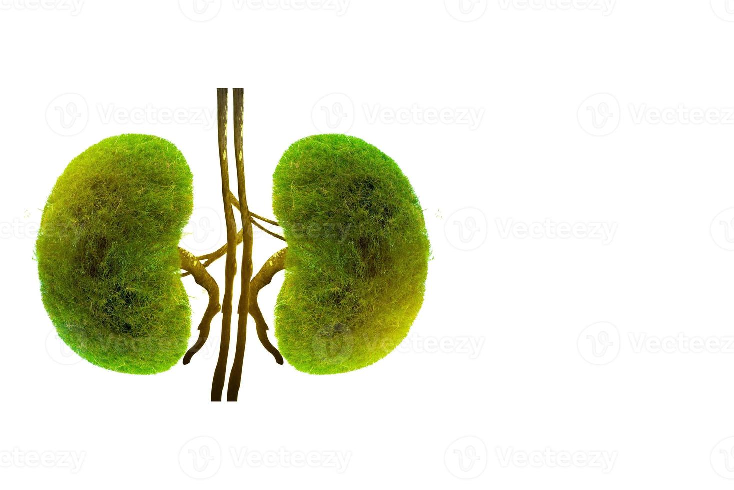 Bäume Nieren 3D Umwelt- und Medizinkonzepte foto