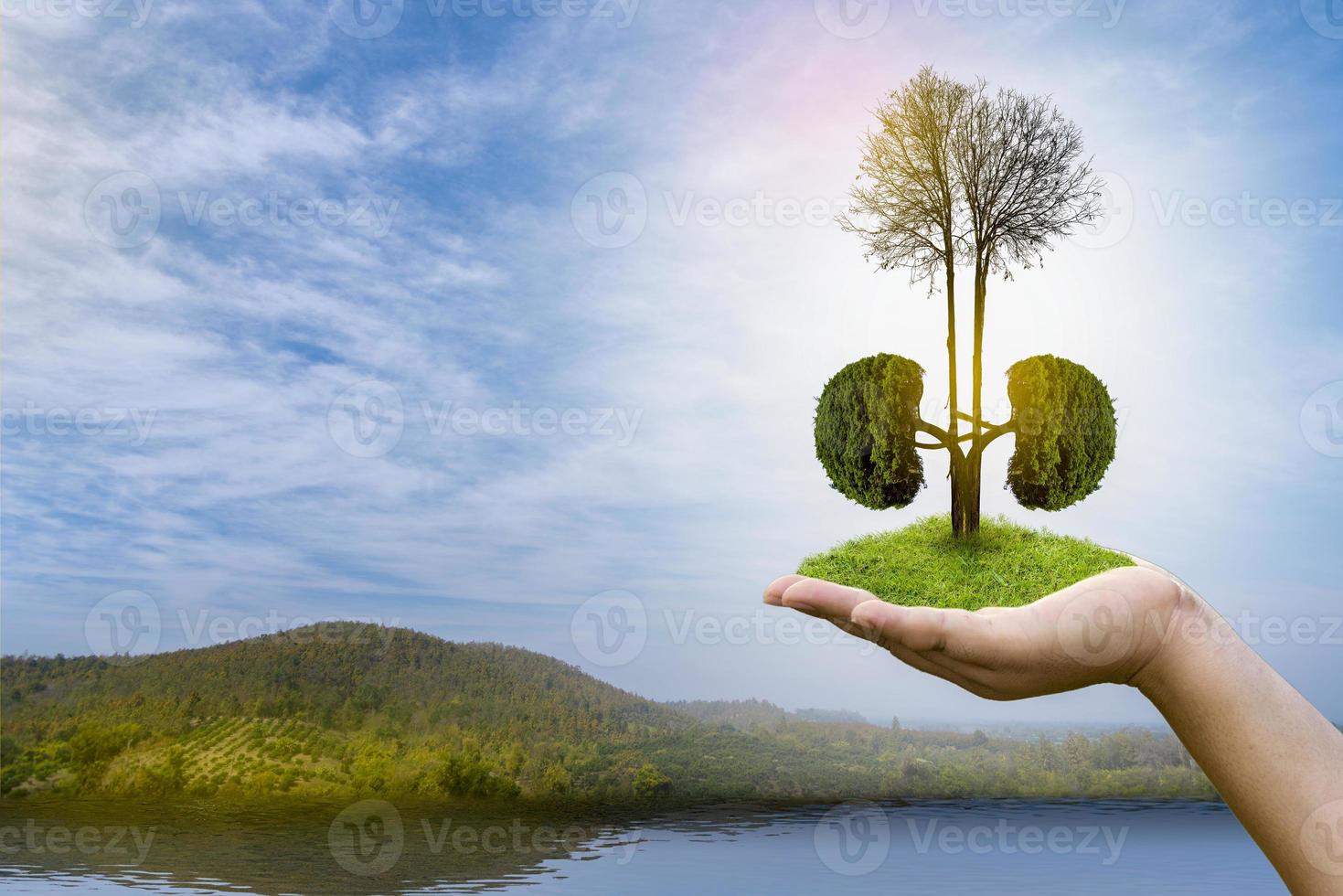 Bäume Nieren 3D Umwelt- und Medizinkonzepte foto