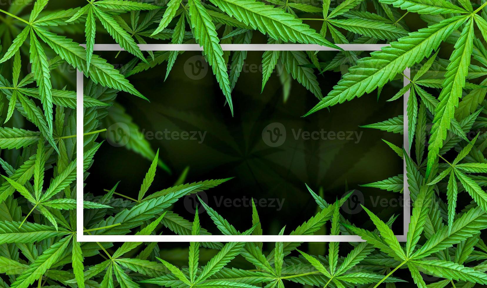 Marihuana-Blatt-Illustrationen auf dunklem Cannabis-Hintergrund foto
