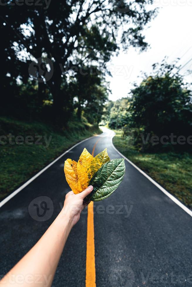 Herbstblatt im grünen Wald, Straße zum Wald foto