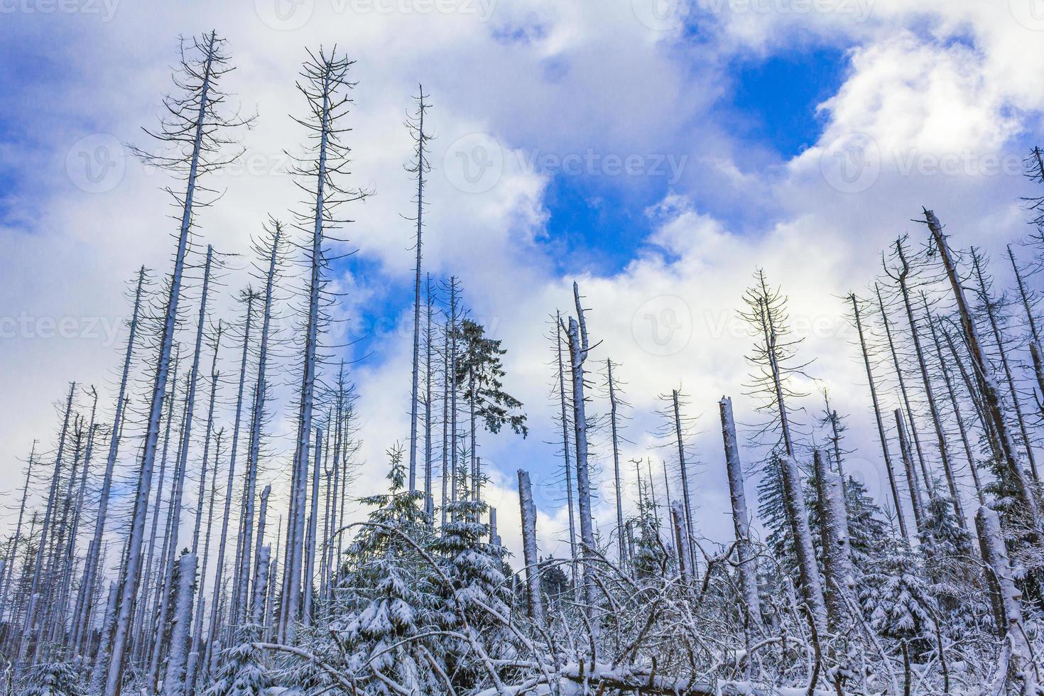 sterbender silberner wald schneite in landschaft brocken berg harz deutschland foto