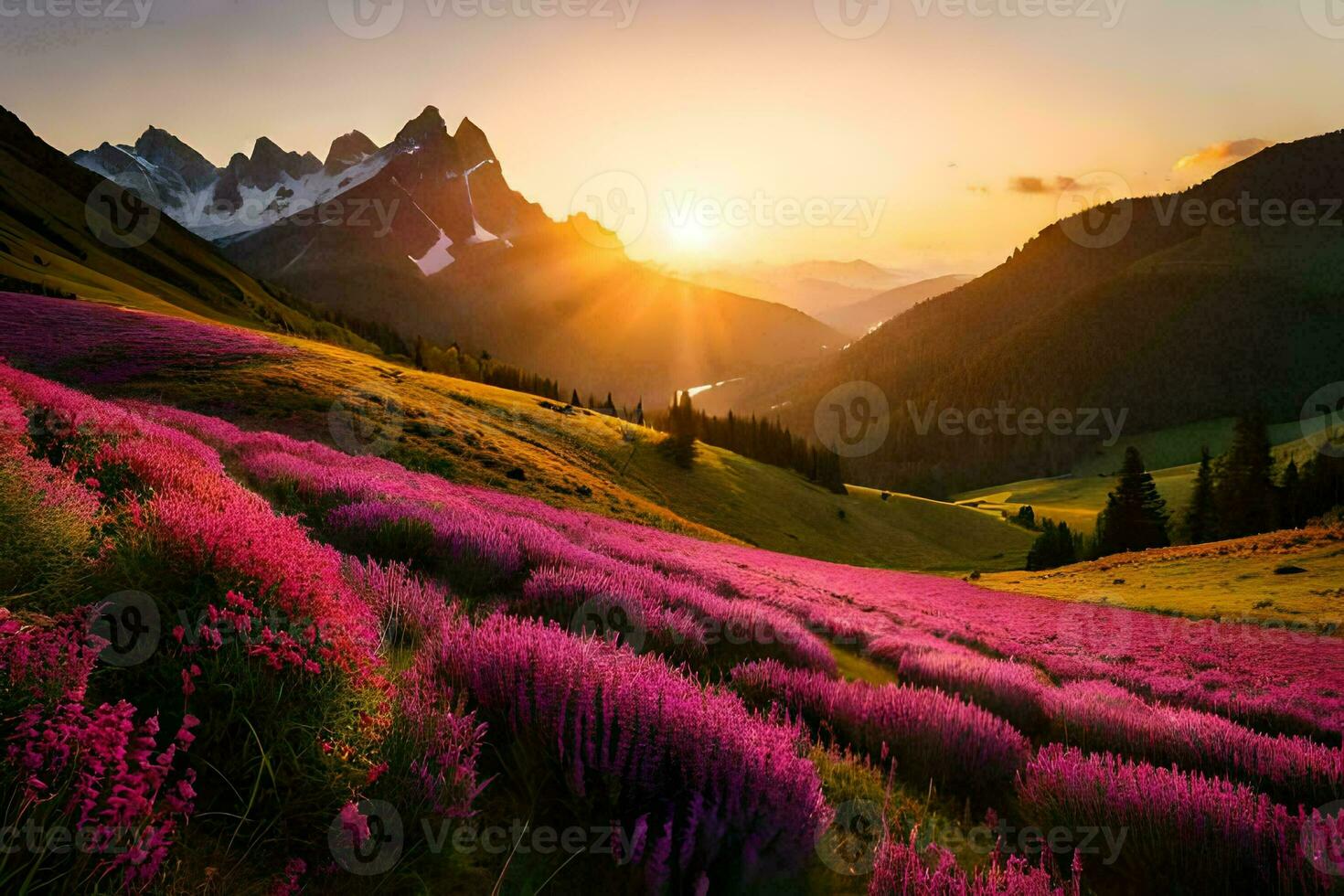 das Sonne steigt an Über ein Feld von lila Blumen. KI-generiert foto