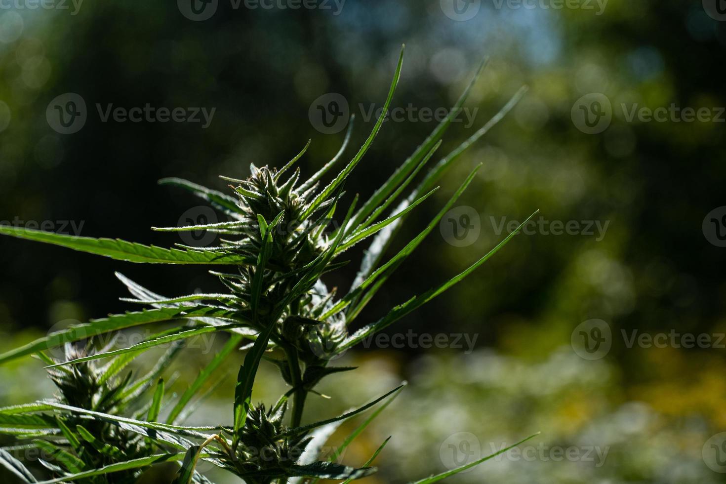 Cannabispflanze draußen foto