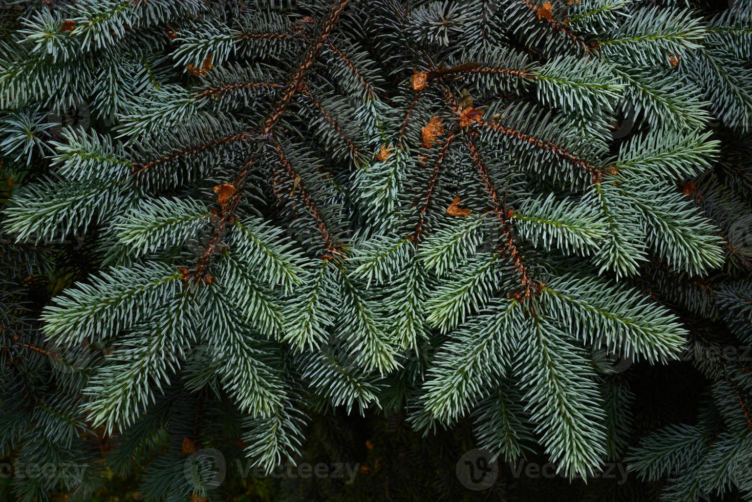 Blaufichte junge Triebe im Frühjahr foto