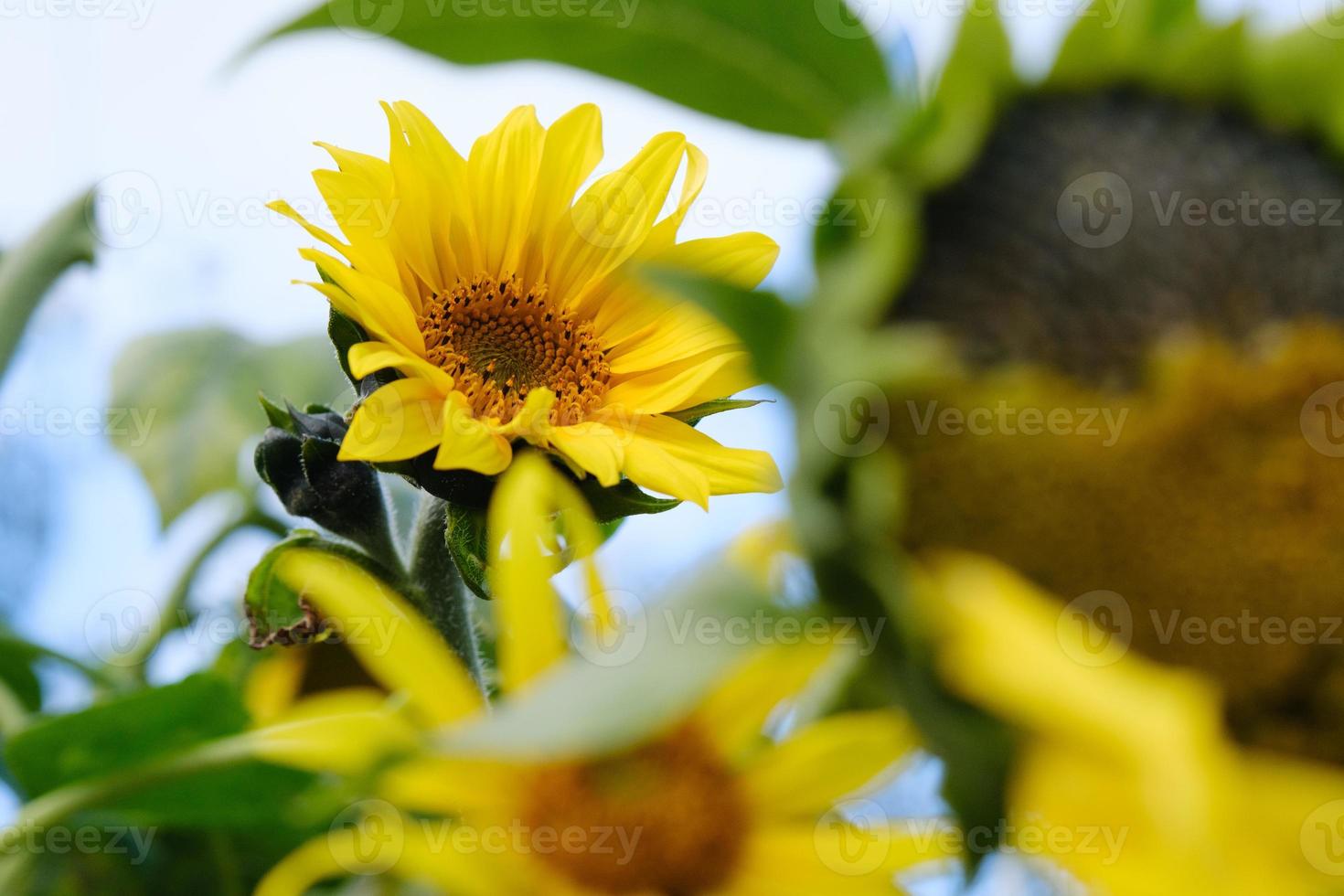 Sonnenblumen mit grünen Blättern vor blauem Himmel foto