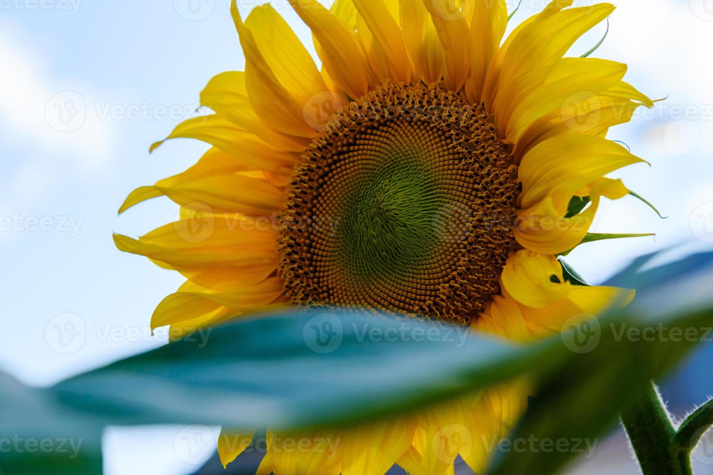 Sonnenblumen mit grünen Blättern vor blauem Himmel foto