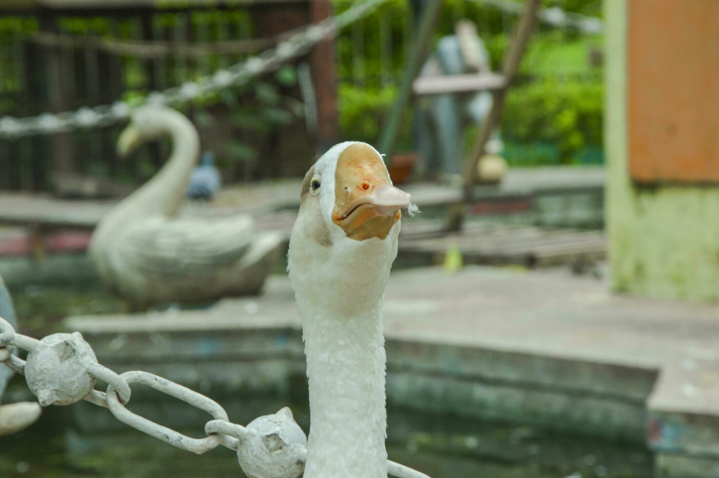 inländisch Gans auf ein Bauernhof. schließen oben Bild von ein Gans Kopf foto