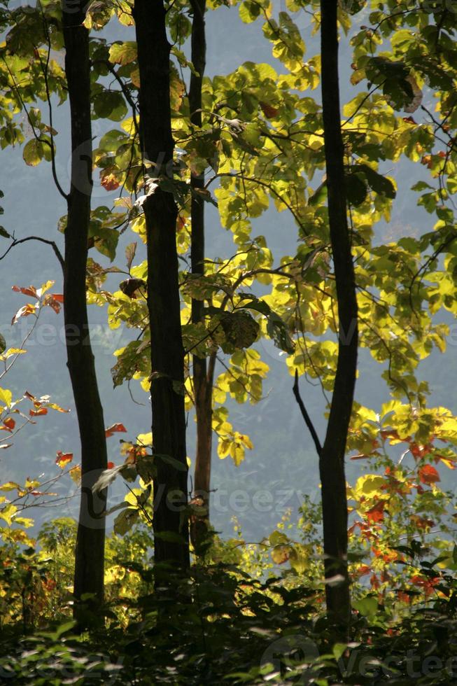 brillantes Laub gegen Licht foto