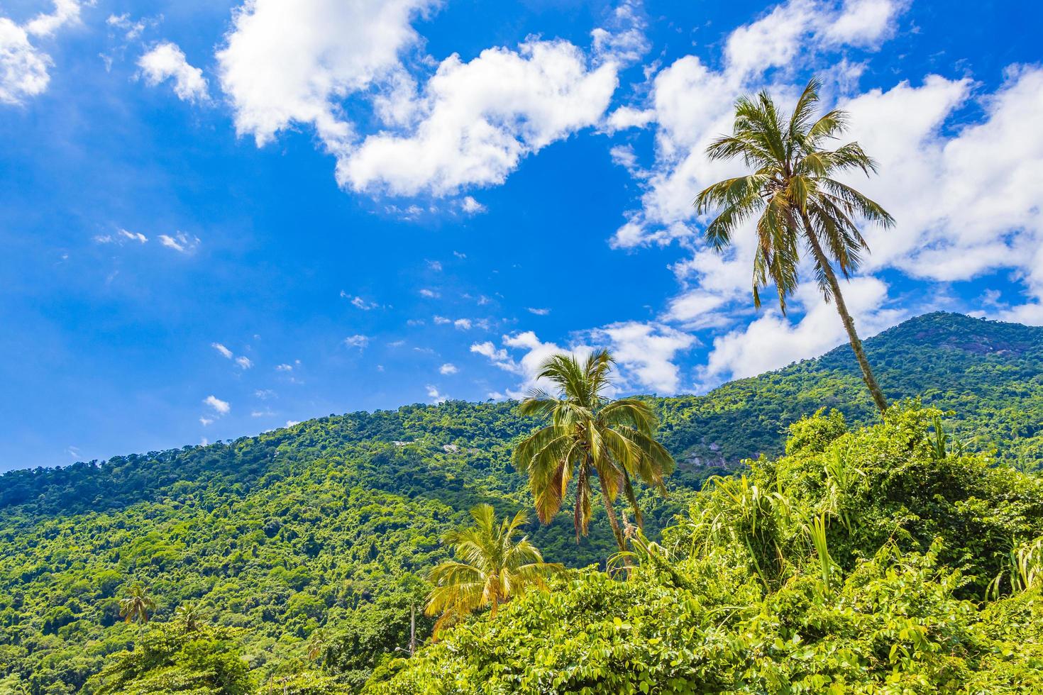 Natur mit Palmen der tropischen Insel Ilha Grande Brasilien. foto