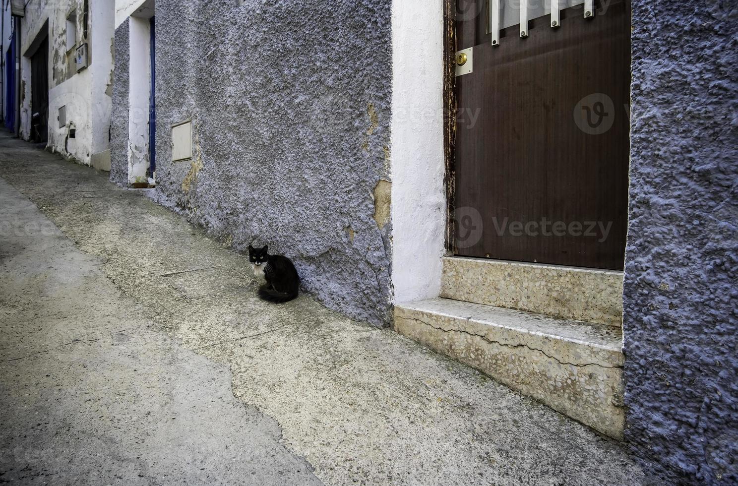 schwarze Katze auf der Straße ausgesetzt foto