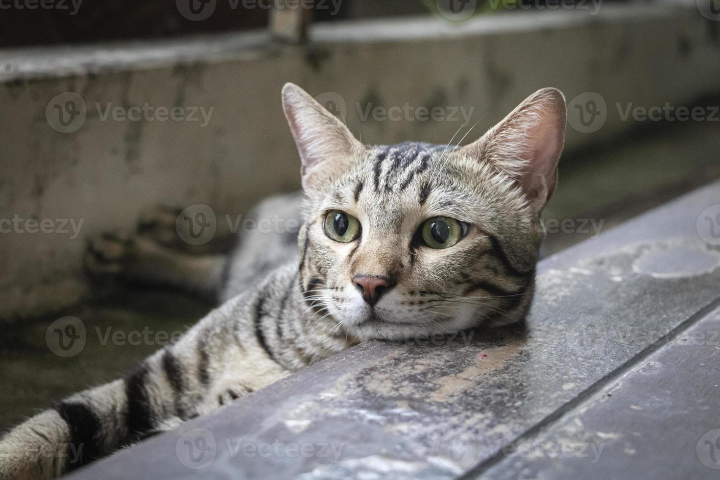 amerikanische Kurzhaarkatze foto