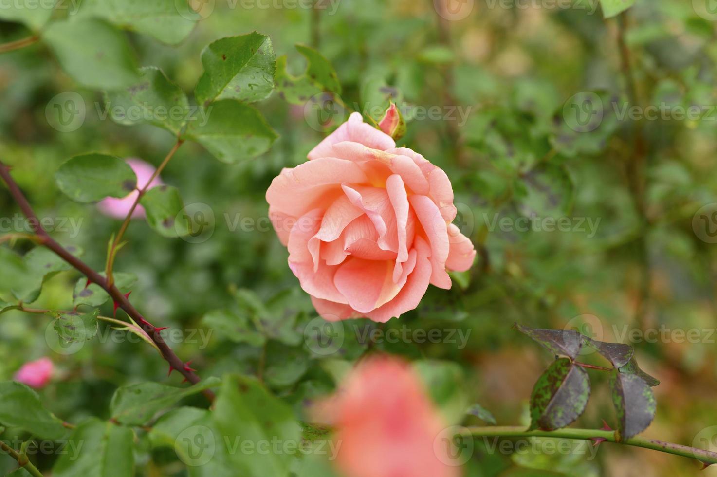 rosarote Blume foto