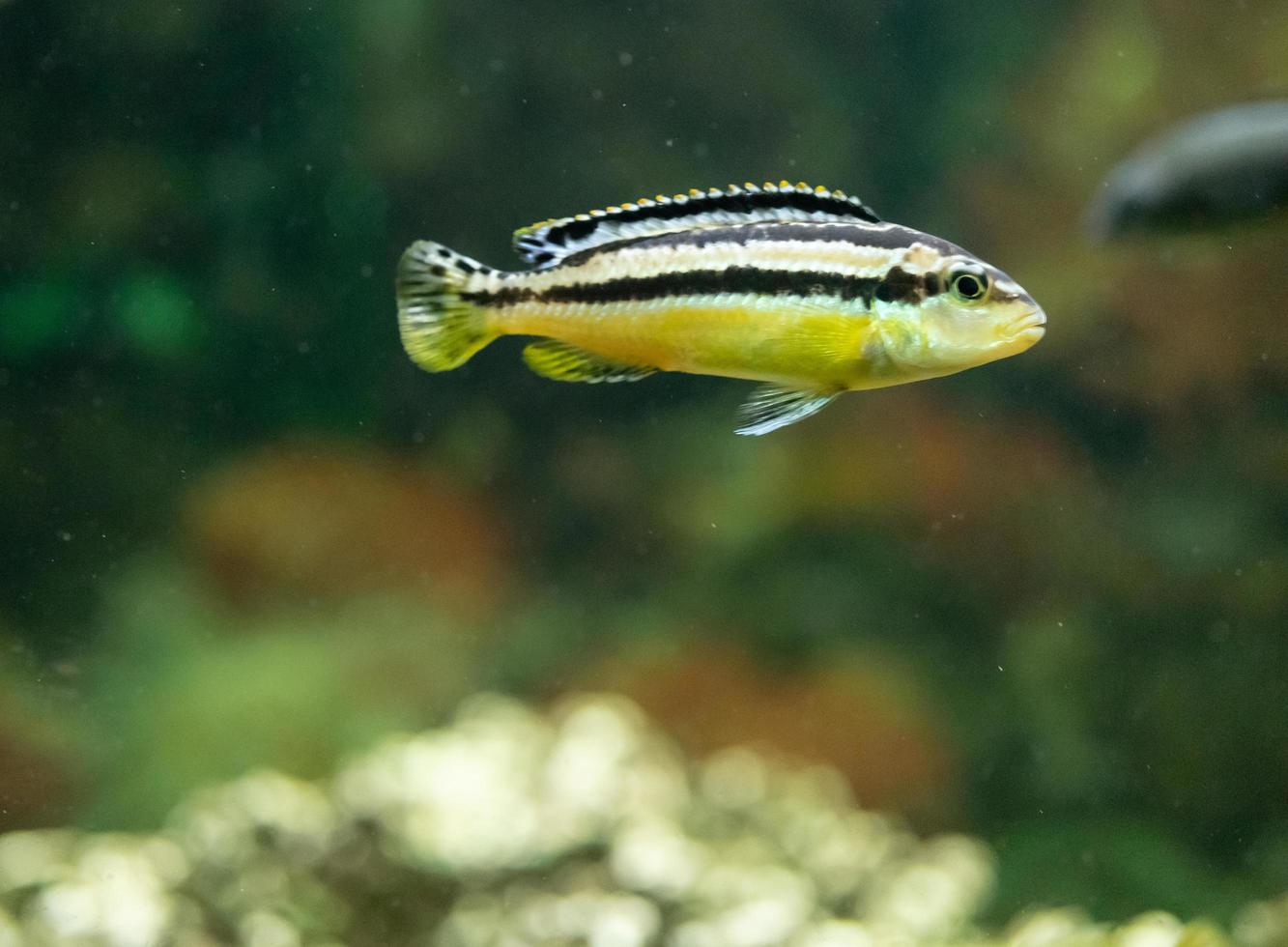 Aquarium gelber Fisch auf dem Hintergrund des Wassers. foto